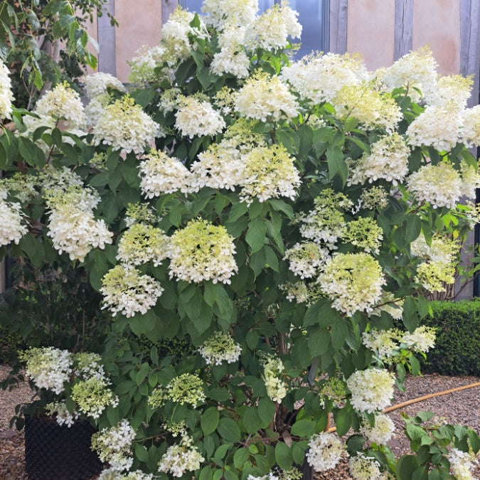 Hydrangea paniculata 'Phantom'