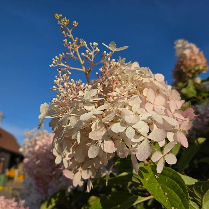 Hydrangea paniculata 'Phantom'