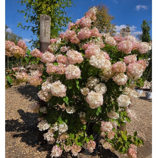 Hydrangea paniculata 'Phantom'