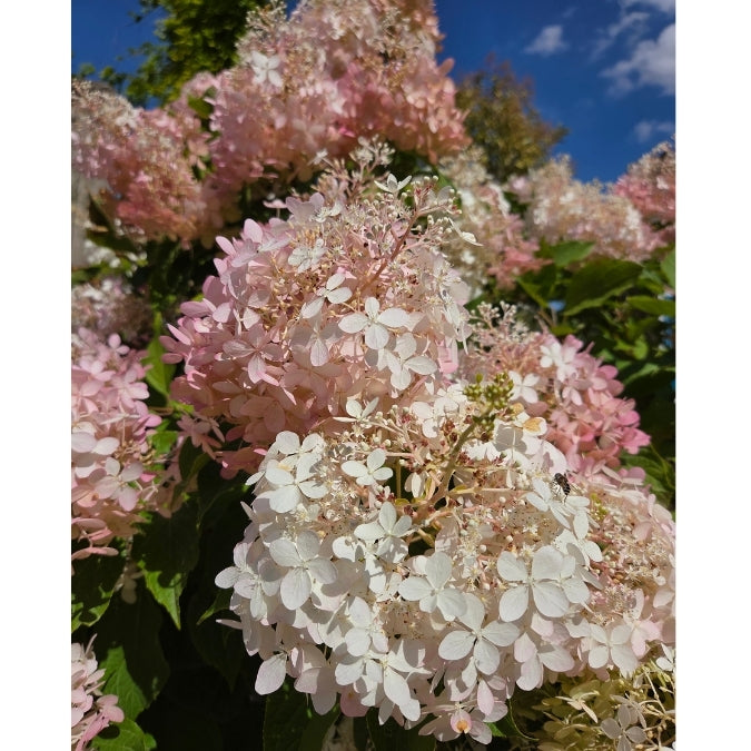 Hydrangea paniculata 'Phantom'