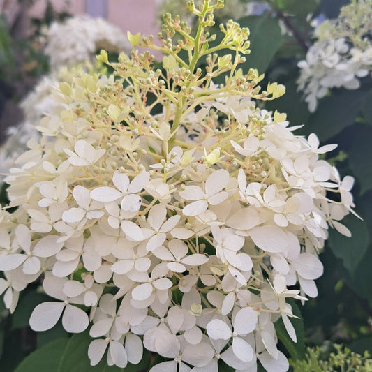 Hydrangea paniculata 'Phantom'