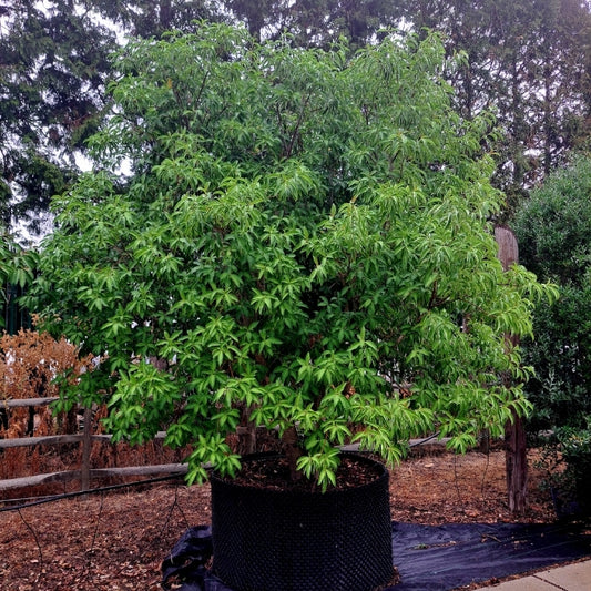 Cornus hongkongensis