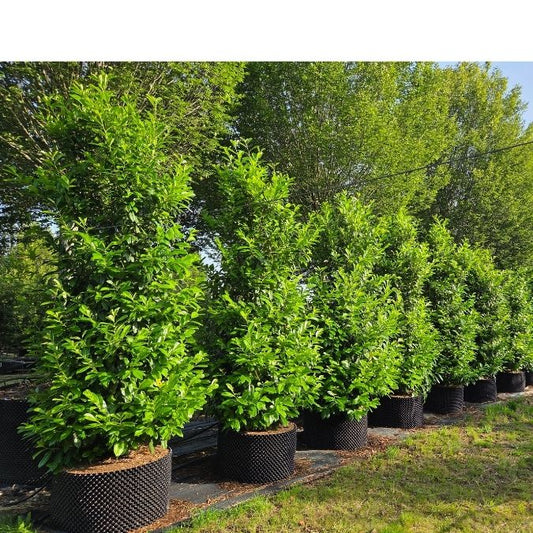 Prunus laurocerasus 'Novita' (Hedging)
