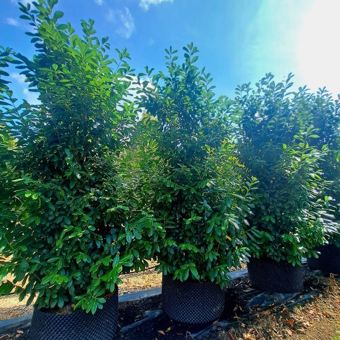 Prunus laurocerasus 'Novita' (Hedging)