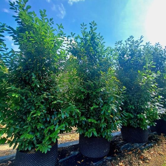 Prunus laurocerasus 'Novita' (Hedging)