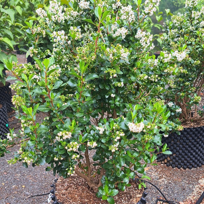 Escallonia 'Iveyi'