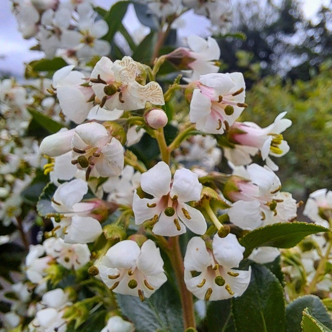Escallonia 'Iveyi'