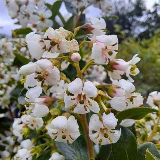 Escallonia 'Iveyi'