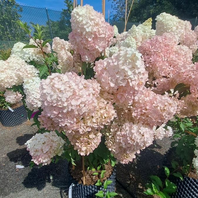Hydrangea paniculata 'Vanille fraise'