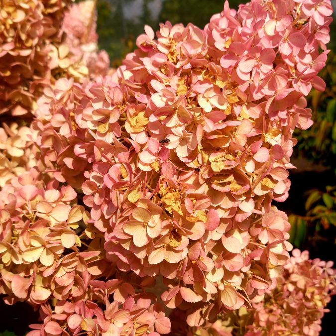Hydrangea paniculata 'Vanille fraise'