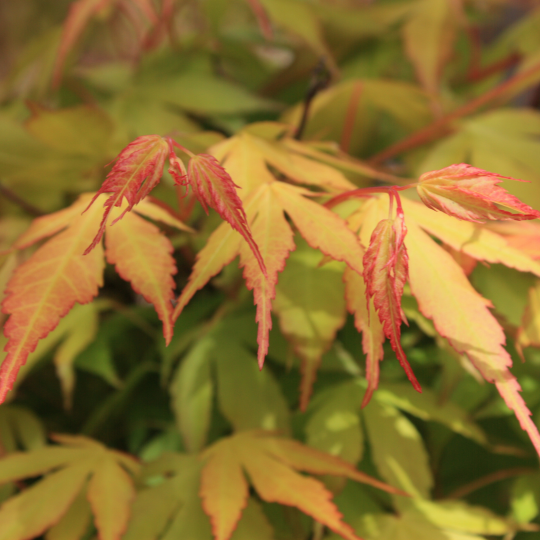 Acer palmatum 'Katsura'