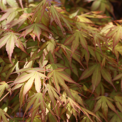 Acer palmatum 'Katsura'