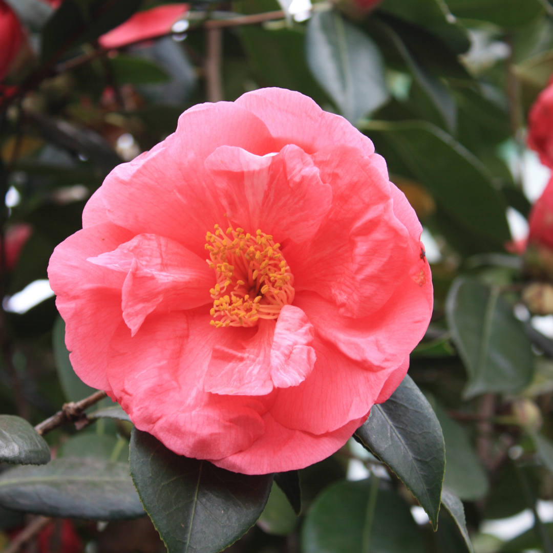 Camellia japonica 'Drama Girl'