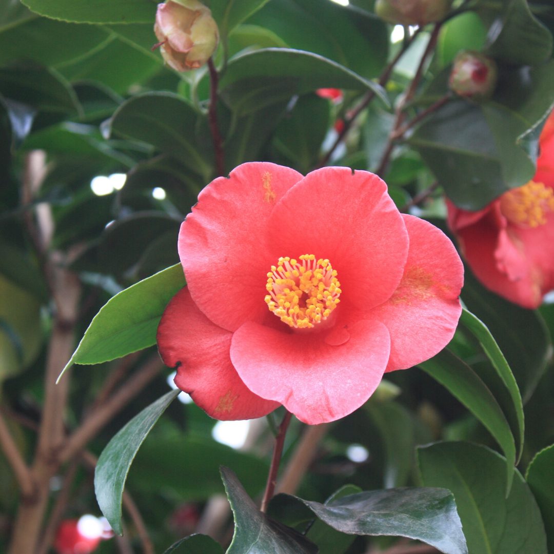 Camellia japonica 'Grand Prix'