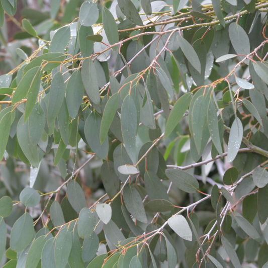 Eucalyptus pauciflora subsp. niphophila