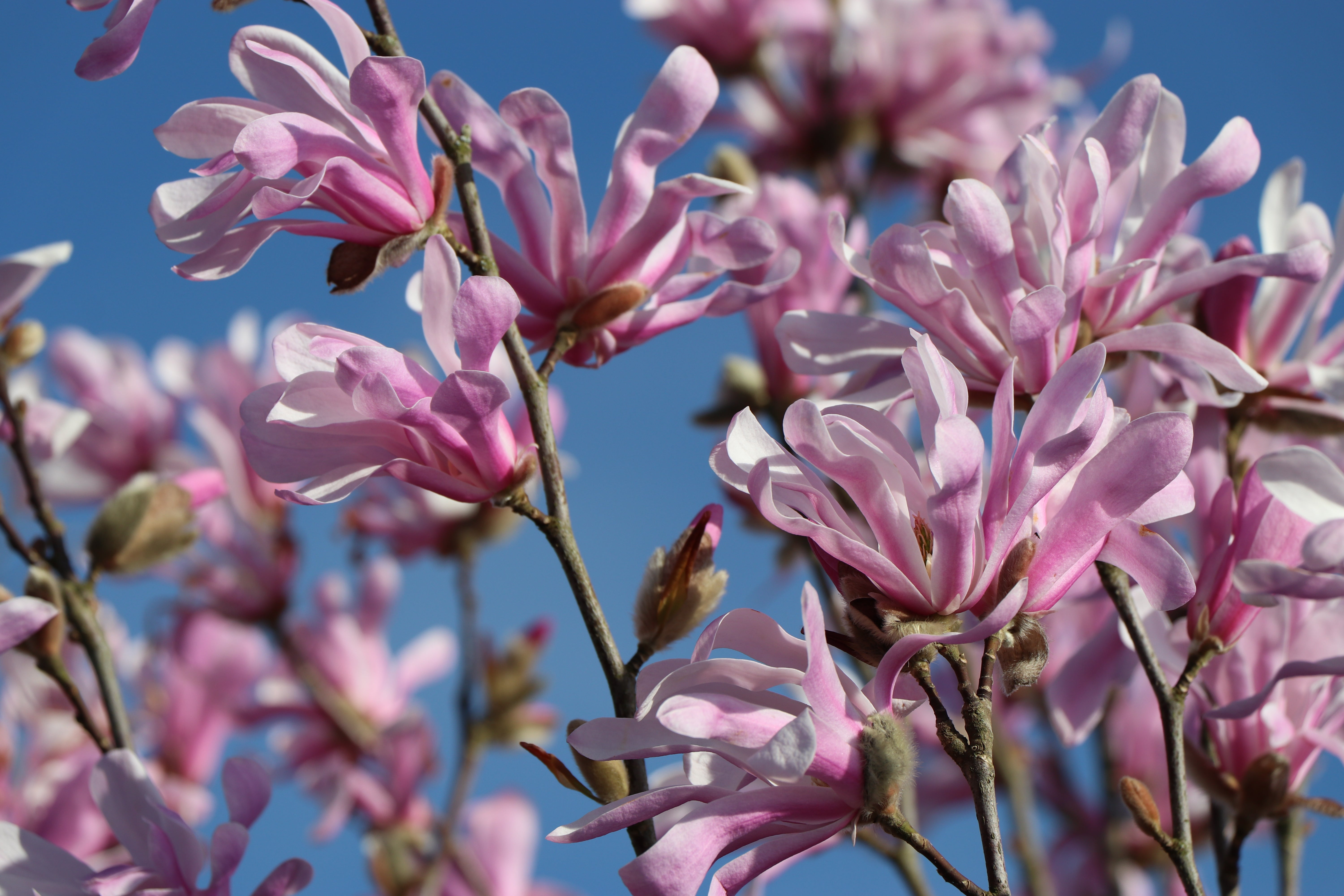 Magnolia × loebneri 'Leonard Messel'