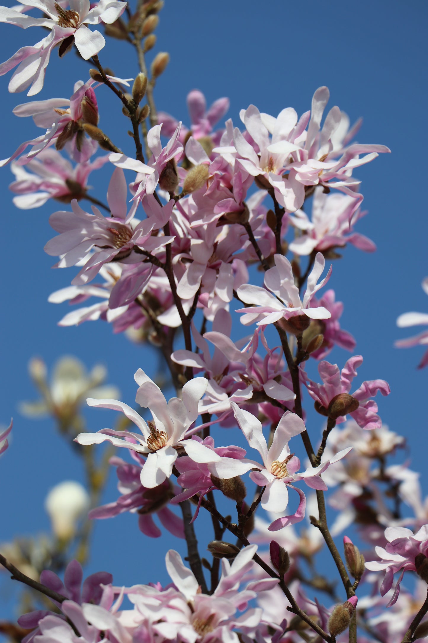 Magnolia × loebneri 'Leonard Messel'