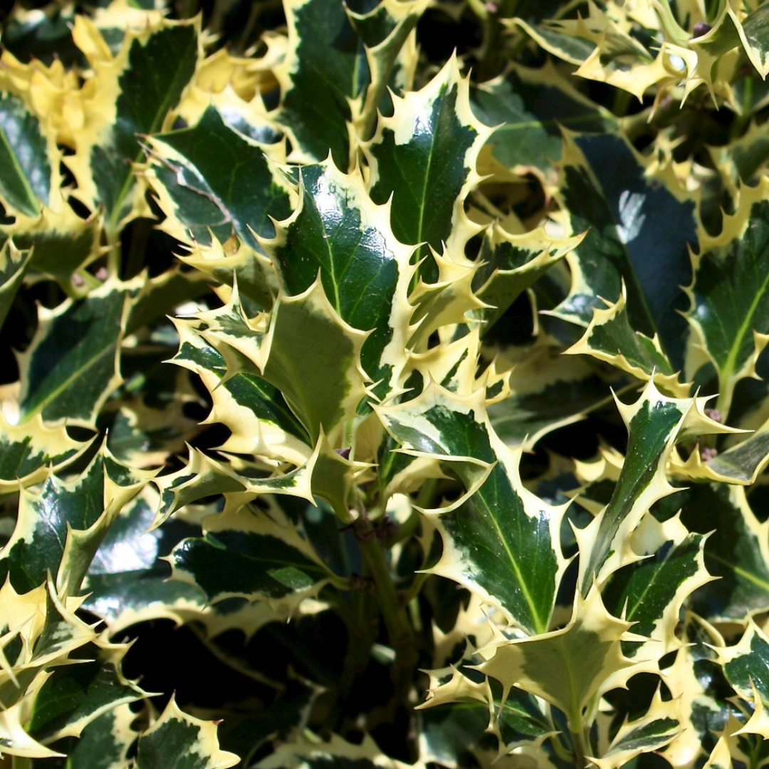 Ilex aquifolium 'Argentea Marginata'