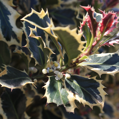 Ilex aquifolium 'Argentea Marginata'