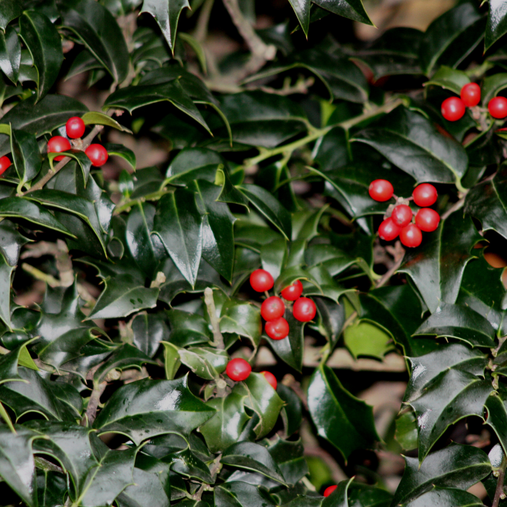 Ilex x aquipernyi 'Dragon Lady' (Hedging) – Majestic Trees