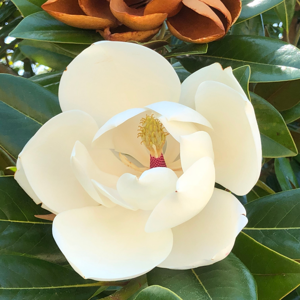 Magnolia grand. 'Gallissonnière' (Pleached) – Majestic Trees