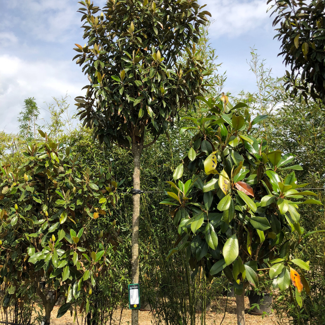 Magnolia grandiflora ALTA® 'TMGH'