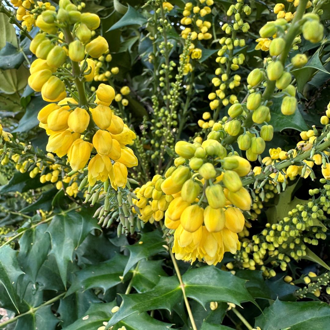 Mahonia x media 'Winter Sun'