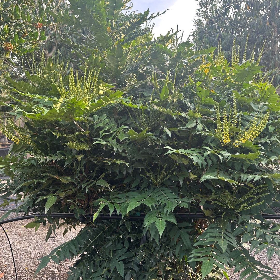 Mahonia Media 'Winter Sun' - Arbuste Persistant à Floraison Hivernale Jaune, Hauteur 250 Cm, Baies Bleues Décoratives - 5