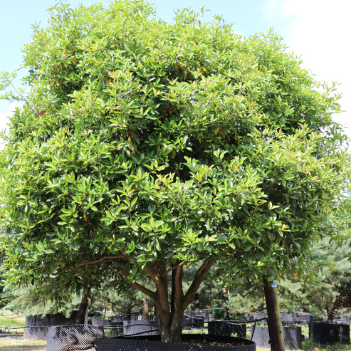 Osmanthus armatus – Majestic Trees