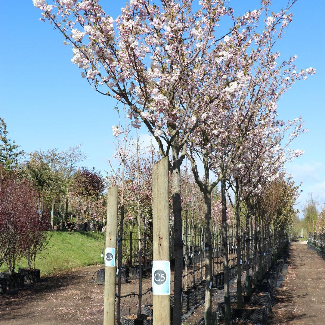 Prunus 'Shimidsu Sakura'