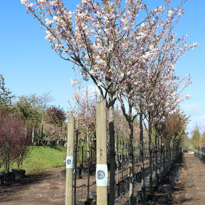 Prunus 'Shimidsu Sakura'