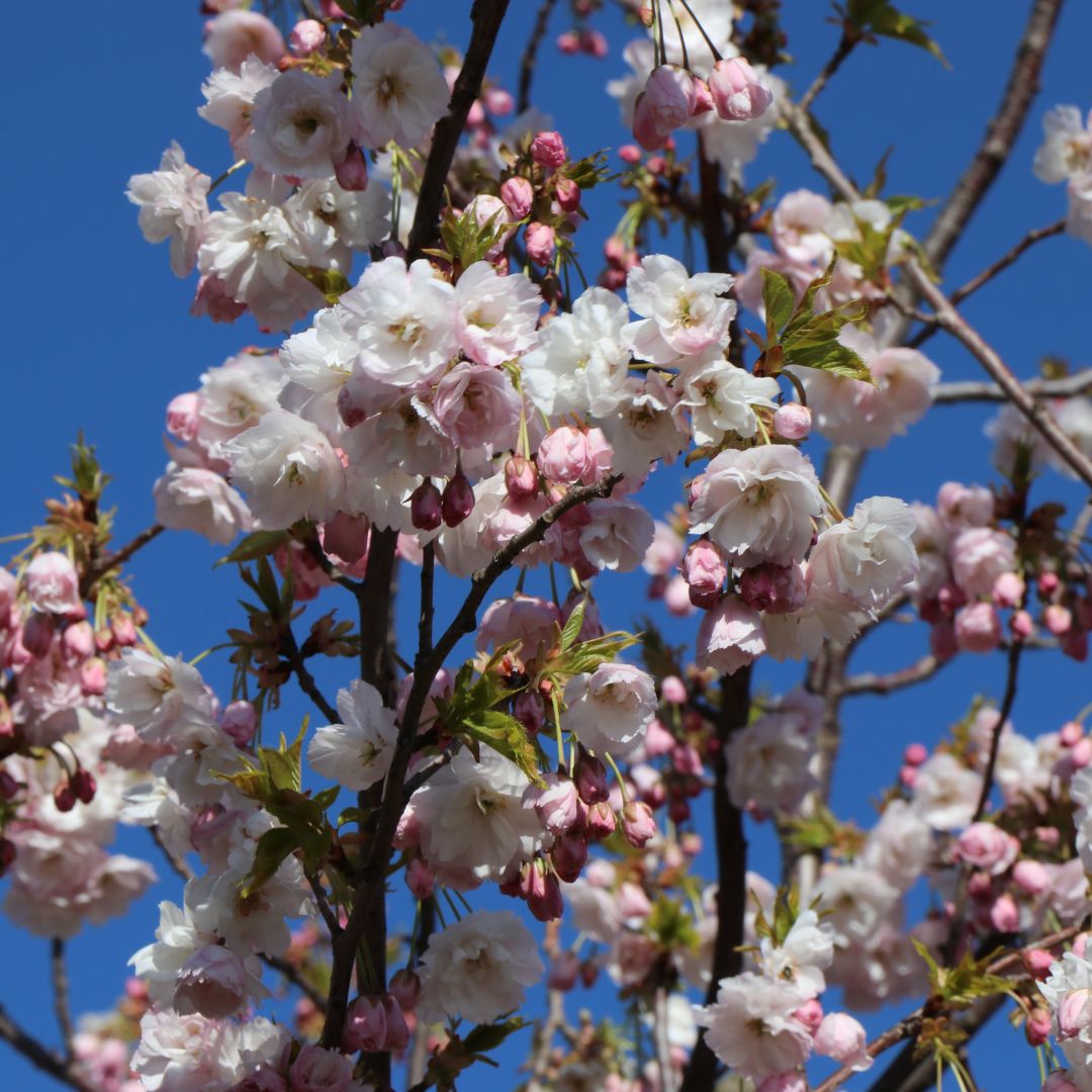 Prunus 'Shimidsu Sakura'