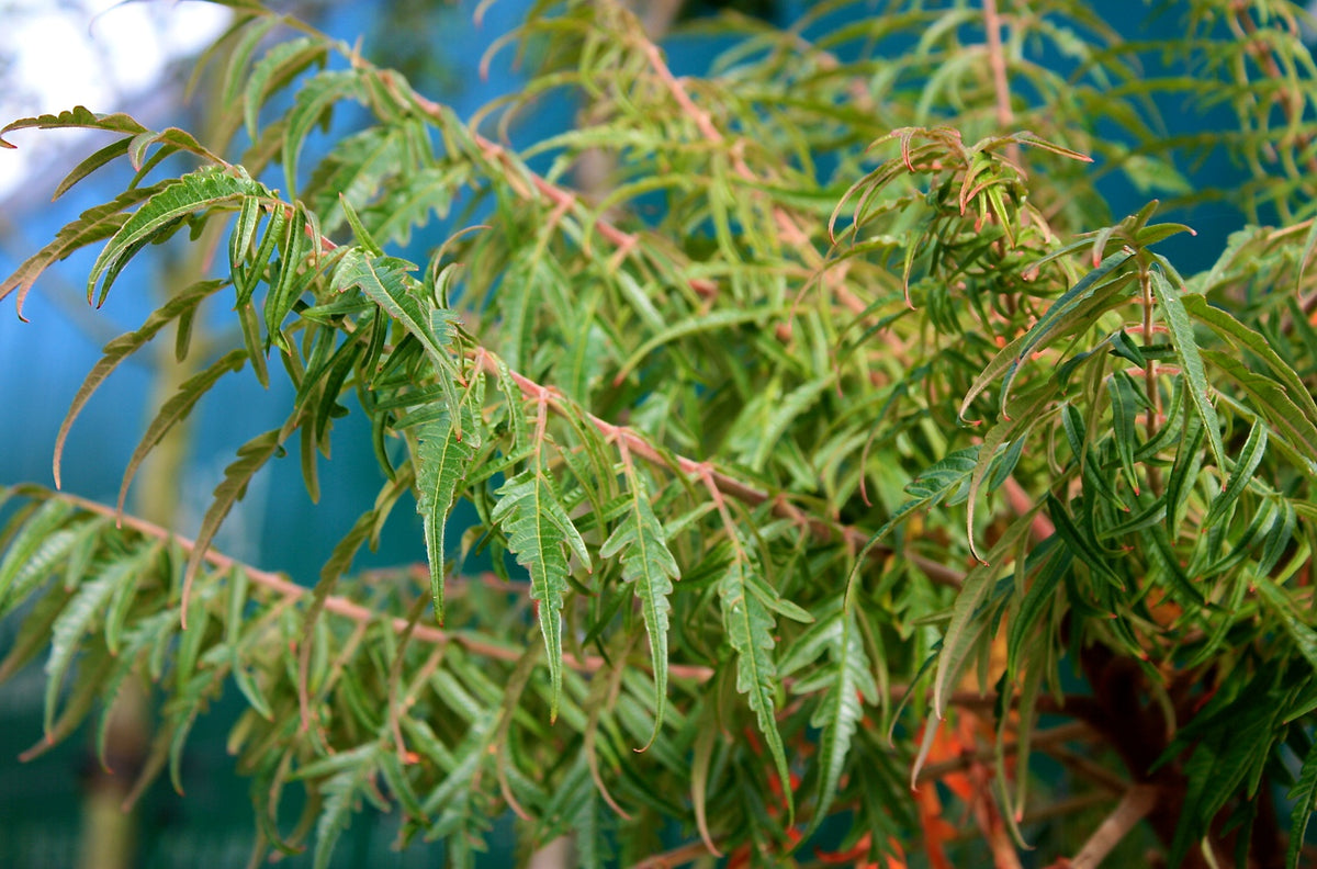 Smallest Rhus Tree Rhus typhina 'Dissecta' – Majestic Trees