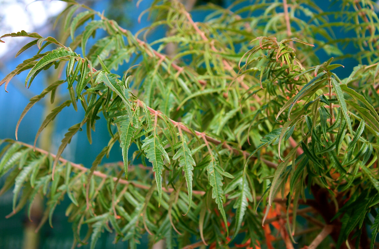 Rhus typhina 'Dissecta'