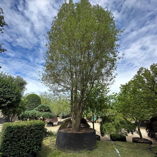 Salix alba var. vitellina 'Britzensis'