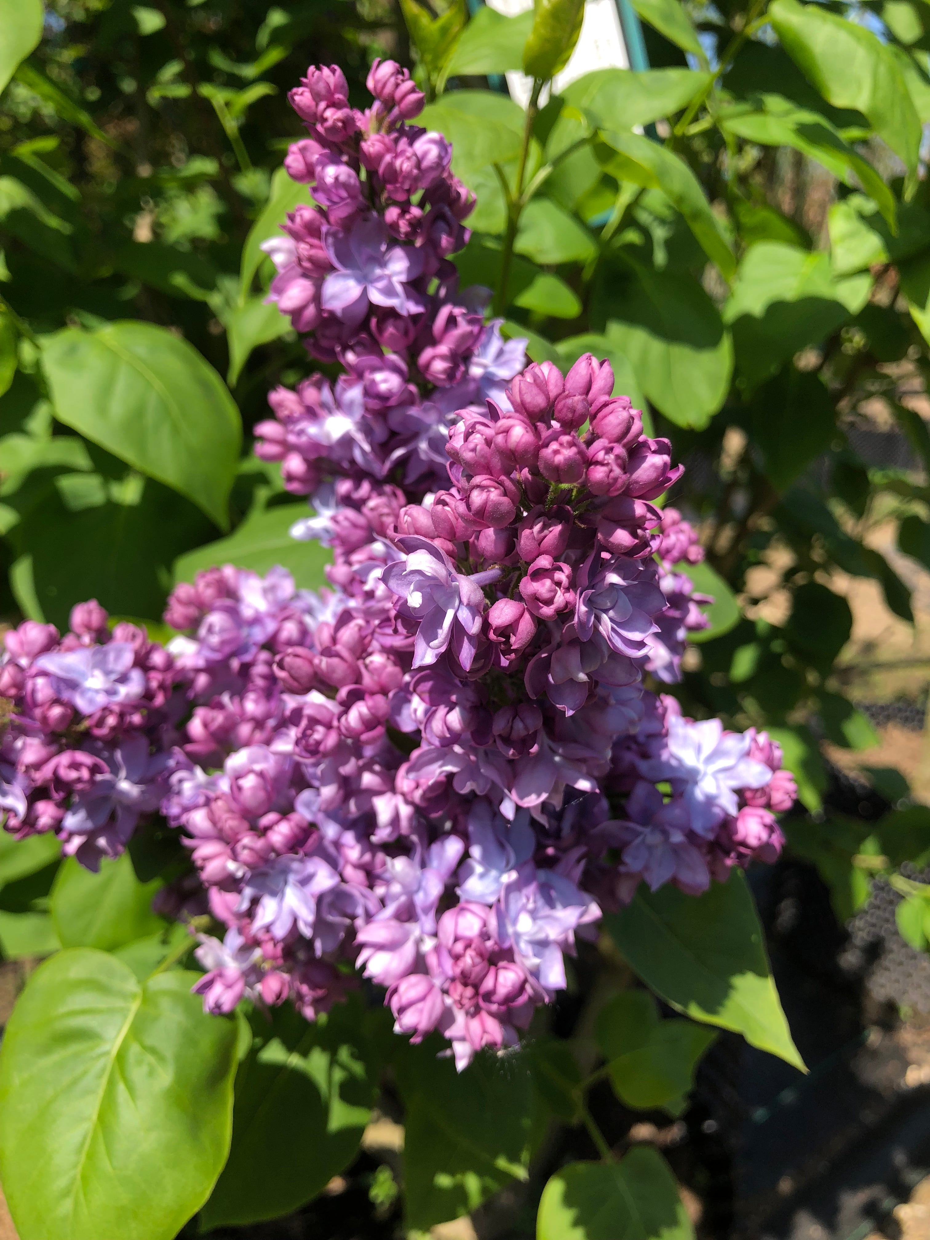 Syringa vulgaris 'Michel Buchner' – Majestic Trees