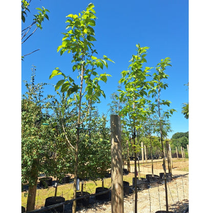 Pterostyrax hispidia