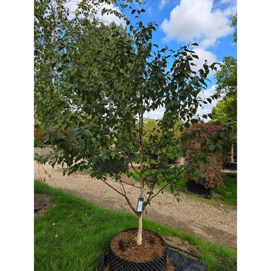Betula albosinensis 'Pink Champagne'