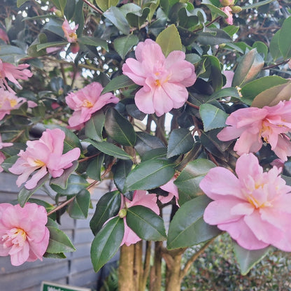 Camellia sasanqua 'Eleonora Genoni'