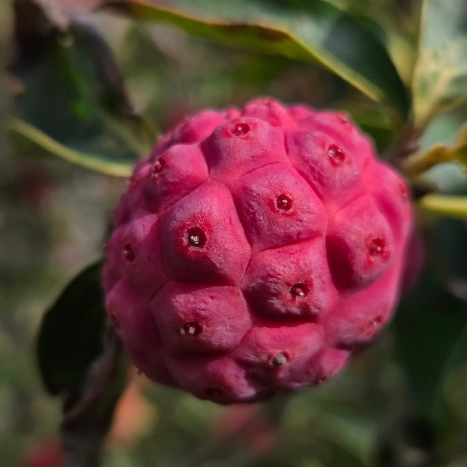 Cornus kousa 'Nicole'
