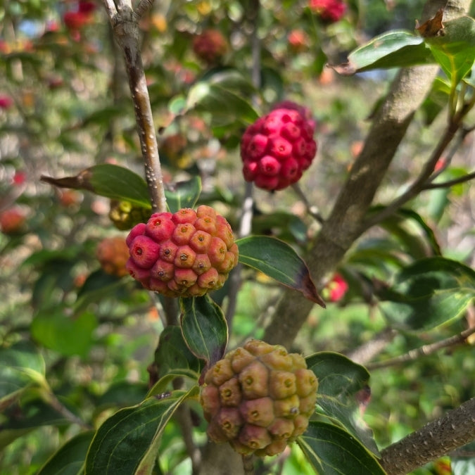 Cornus kousa 'Nicole'
