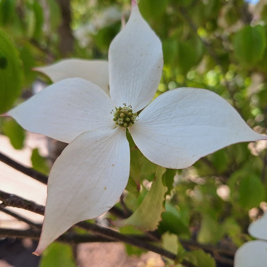 Cornus kousa 'Tsukuba-no-mine'