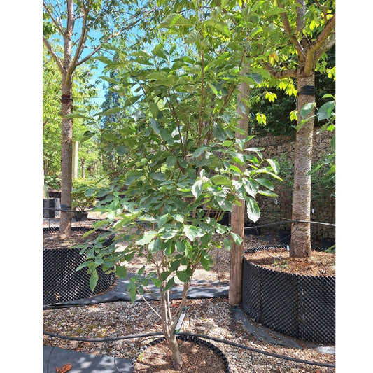 Cornus nuttallii 'Monarch'