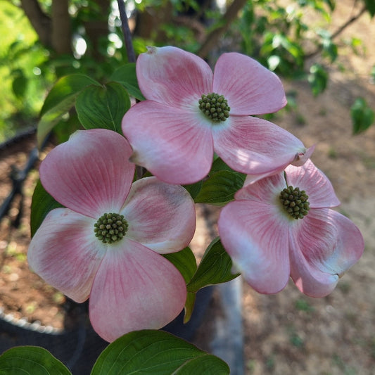 Cornus 'Stellar Pink'