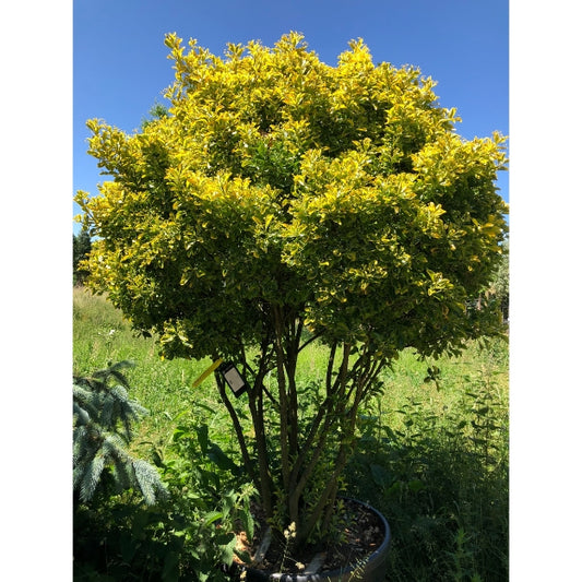 Euonymus japonicus 'Ovatus Aureus'