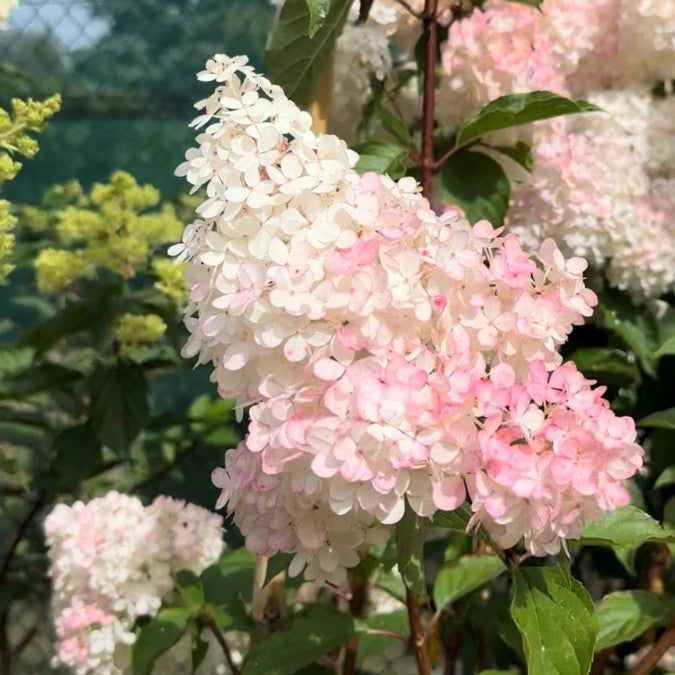 Hydrangea paniculata 'Vanille fraise'