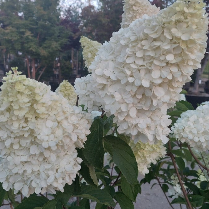 Hydrangea paniculata 'Vanille fraise'