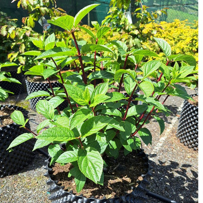 Hydrangea paniculata 'Vanille fraise'