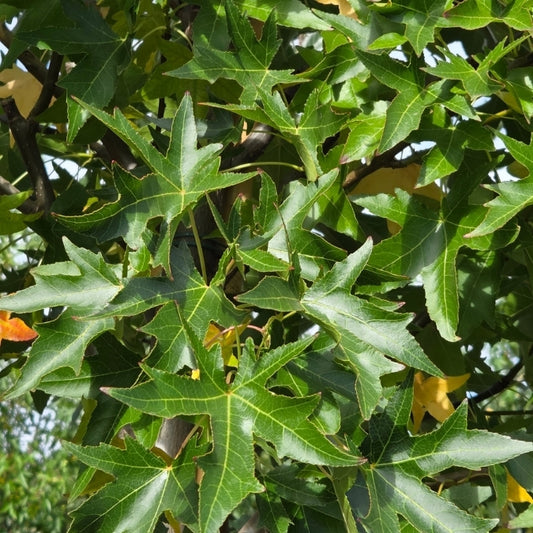 Liquidambar styraciflua 'Stella'