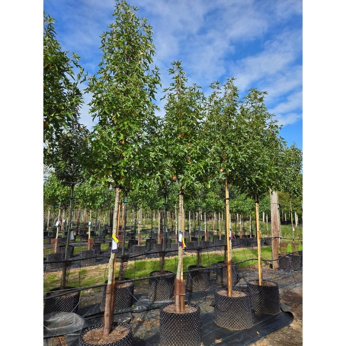 Liquidambar styraciflua 'Stella'
